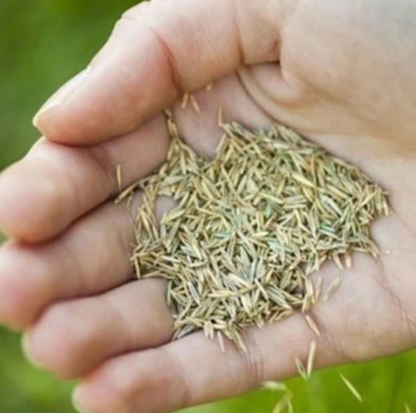 Çim Tohumu Yerli 6 Karışım 250 Gr ürün görseli 1