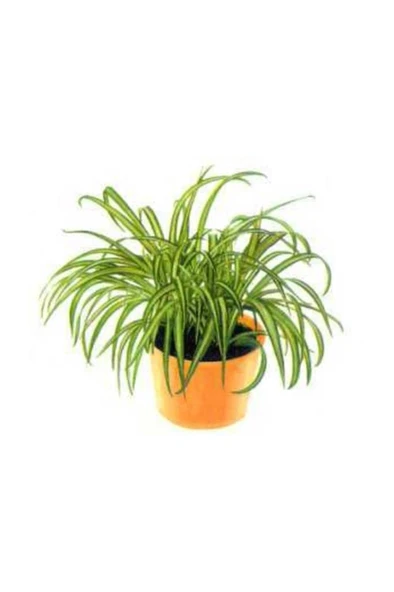 Kurdele Çiçeği Fidanı 10-20 cm ürün görseli 1
