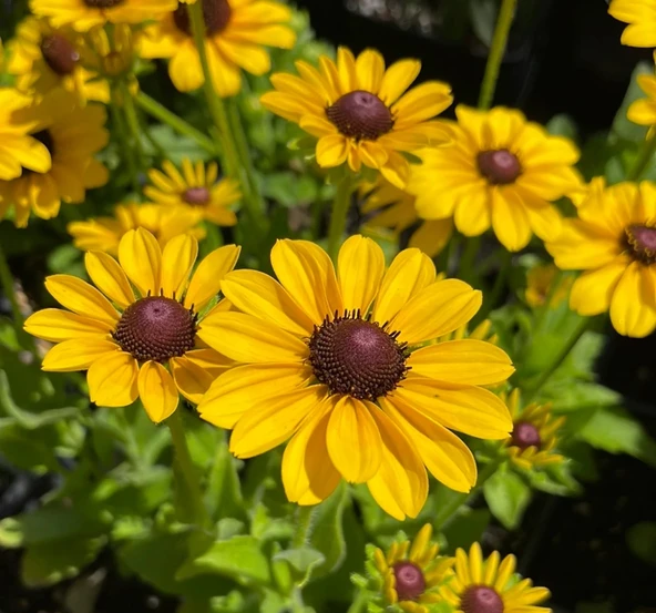 Rudbekya Çiçeği Tohumu ( Dalgalı Bodur ) Sarı Kırmızı Renkli - 5 Tohum ürün görseli 1