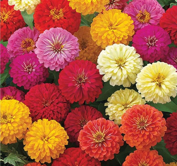 Kirli Hanım Çiçeği Tohumu ( Büyük Çiçekli Zinnia ) Karışık Renkli - 5 Tohum ürün görseli 1