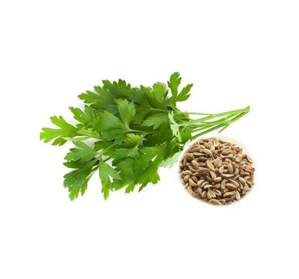 MAYDANOZ İRİ YAPRAK ( ÇOKLU TOHUM ) - 10 Gram ürün görseli 1