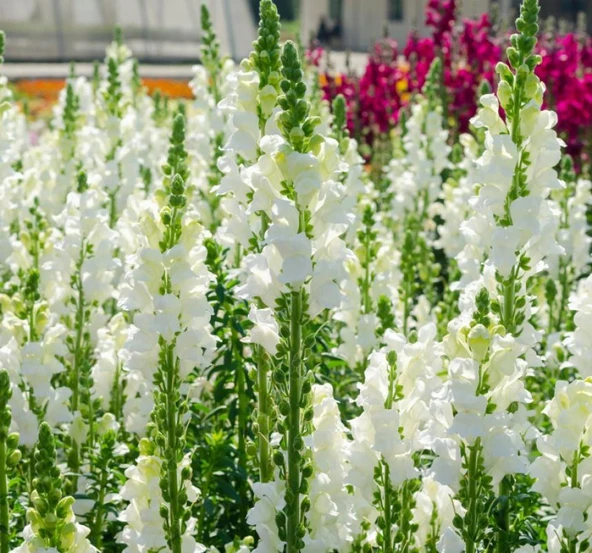 Aslanağzı Tohumu ( Kesimlik ) Beyaz Renkli - 20 Tohum ürün görseli 1