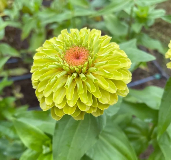 Zinnia - Kirli Hanım Tohumu ( Dev çiçekli, Uzun Boylu ) - Lime Renkli - 5 Tohum ürün görseli 1