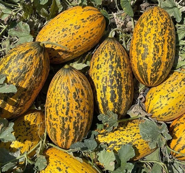 KAVUN KIRKAĞAÇ ( ÇOKLU TOHUM ) - 5 Gram - Resim 2