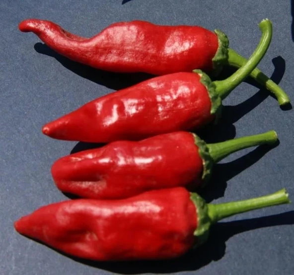BİBER MARAŞ  ( ÇOKLU TOHUM ) - 5 Gram - Resim 2