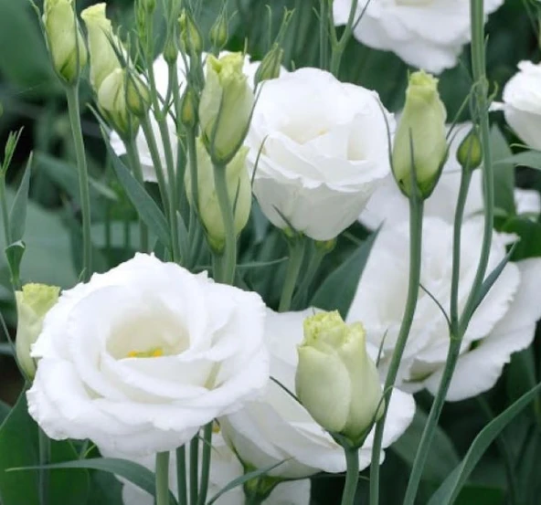 Lisianthus Tohumu ( Lale Gül ) İri Çiçek Serisi - BEYAZ ( 5 Tohum ) ürün görseli 1