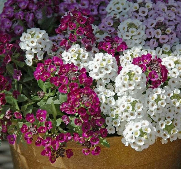 Alyssum Tohumu ( Kraliyet Halısı ) Karışık Renkli - 40 Tohum ürün görseli 1