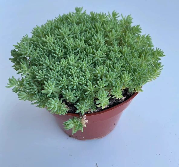 Sedum Tohumu ( İri Damarlı Yapraklar ) Yeşil Renkli - 15 Tohum ürün görseli 1