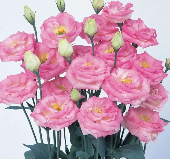 Lisianthus Tohumu ( Lale Gül ) İri Çiçek Serisi - PEMBE ( 5 Tohum ) ürün görseli 1