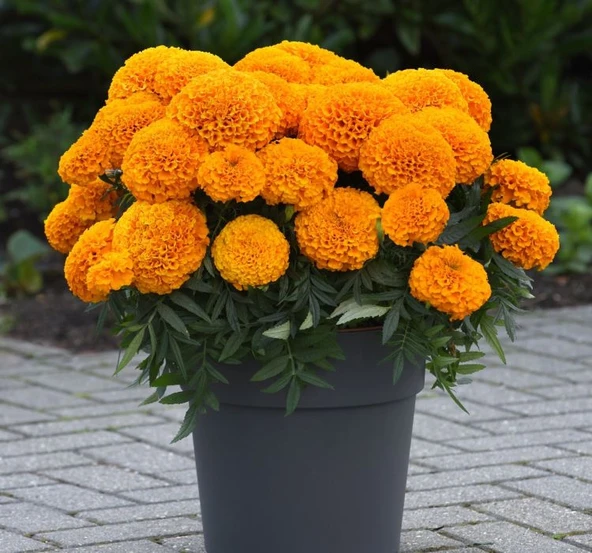 Kadife Çiçeği ( Marigold Büyük Çiçek ) Turuncu Renkli - 10 Tohum ürün görseli 1
