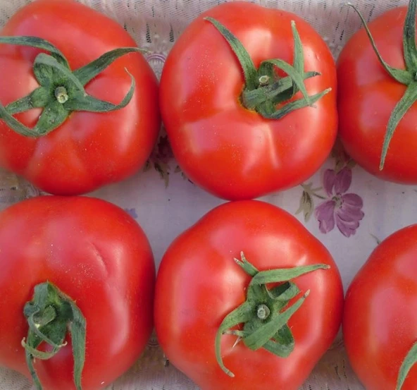 DOMATES TANE SALKIM ( ÇOKLU TOHUM ) 2274  - 3 Gram ürün görseli 1