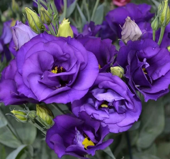 Lisianthus ( Lale Gül ) BÜYÜ Serisi - KOYU MAVİ ( 5 Tohum ) ürün görseli 1