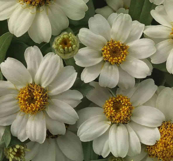 Zinnia Çiçeği Tohumu ( Mini Çiçekli, Kirli Hanım ) Beyaz Renkli - 5 Tohum ürün görseli 1