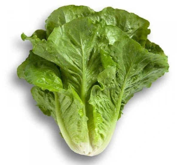 MARUL YEDİKULE  ( ÇOKLU TOHUM ) - 5 Gram ürün görseli 1