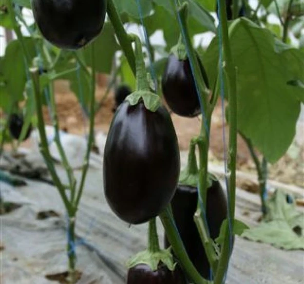 PATLICAN TOPAN  ( ÇOKLU TOHUM ) - 5 Gram - Resim 2