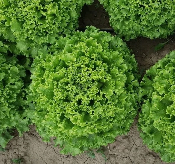 KIVIRCIK MARUL ( ÇOKLU TOHUM ) - 5 Gram - Resim 2