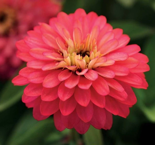 Kirli Hanım ( Zinnia İri Çiçek ) Somon Renkli - 5 Tohum ürün görseli 1