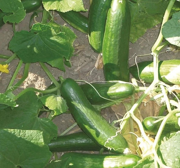 SALATALIK BEITH ALPHA ( ÇOKLU TOHUM ) - 5 Gram - Resim 2