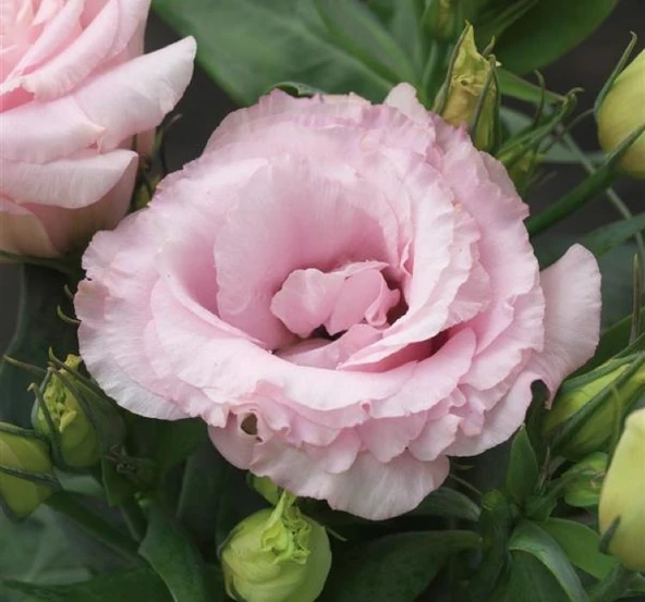 Lisianthus ( Lale Gül ) Julyet Serisi - PEMBE ( 5 Tohum ) ürün görseli 1