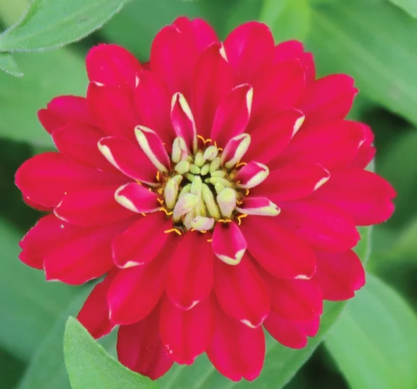 Kirli Hanım ( Zinnia İri Çiçek ) Kırmızı Beyaz Renkli - 5 Tohum ürün görseli 1