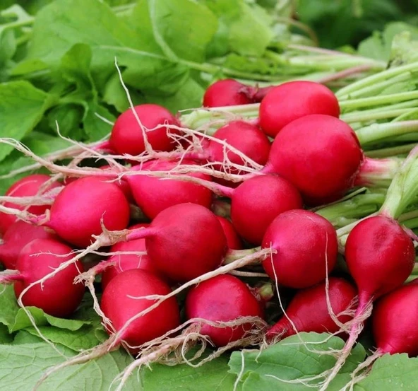 TURP FINDIK ( ÇOKLU TOHUM ) - 5 Gram - Resim 2
