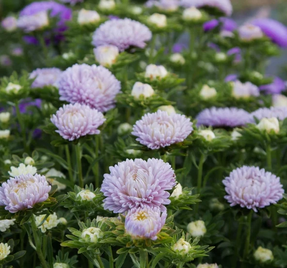 Aster Kasımpatı ( Krizantem ) Lavanta Renkli - 20 Tohum ürün görseli 1