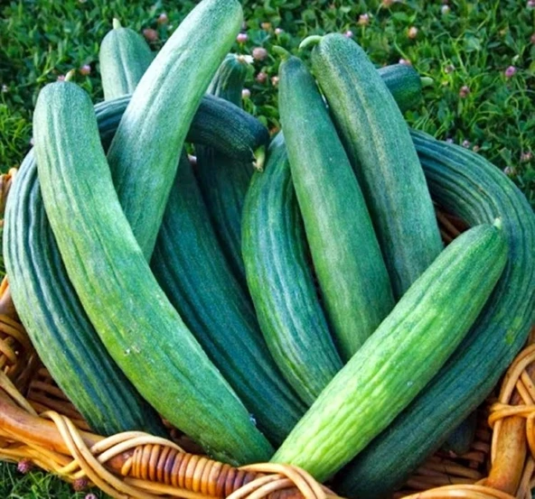 ACUR KARA ( ÇOKLU TOHUM ) - 5 Gram - Resim 2
