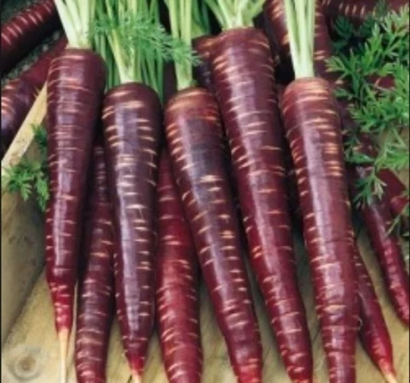 HAVUÇ MOR  ( ÇOKLU TOHUM ) - 5 Gram - Resim 2