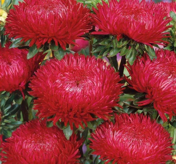 Aster Kasımpatı ( Krizantem ) Kırmızı Renkli - 20 Tohum ürün görseli 1