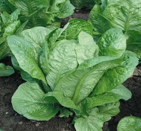MARUL YEDİKULE  ( ÇOKLU TOHUM ) - 5 Gram - Resim 2
