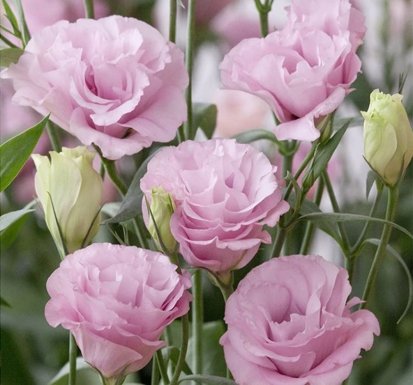 Lisianthus ( Lale Gül ) Advantage Serisi - Pembe ( 5 Tohum ) ürün görseli 1