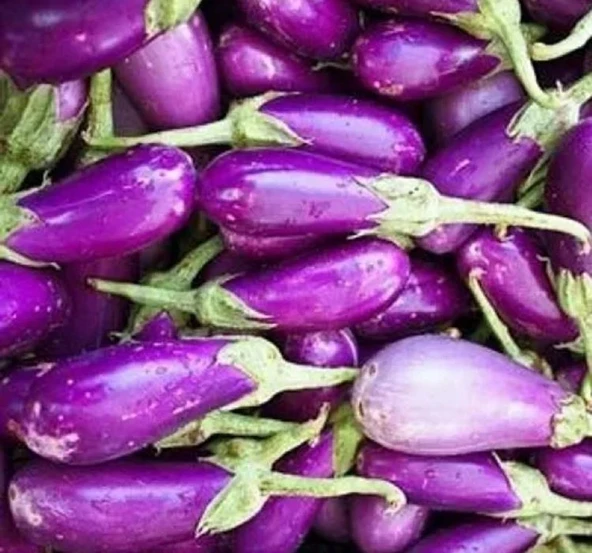 PATLICAN ANTEP  ( ÇOKLU TOHUM ) - 5 Gram - Resim 2
