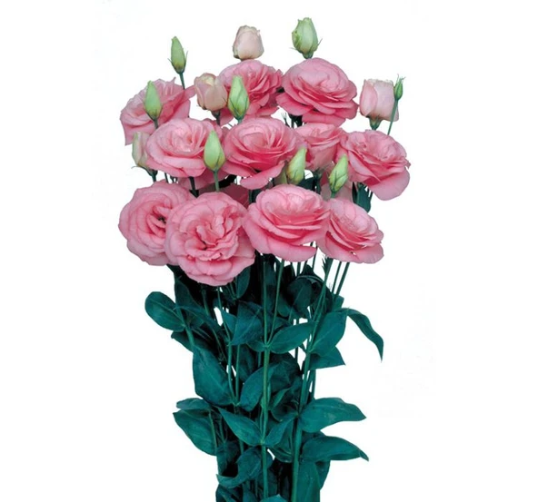 Lisianthus Çiçeği Tohumu ( Katmerli, Bodur ) Pembe Renkli - 5 Tohum ürün görseli 1