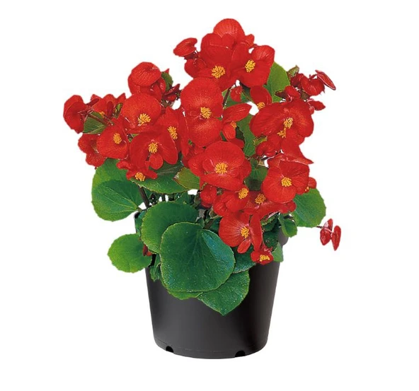 Şeker Begonya Tohumu ( İri Çiçek, Yeşil Yaprak ) Kırmızı Renkli - 25 Tohum ürün görseli 1
