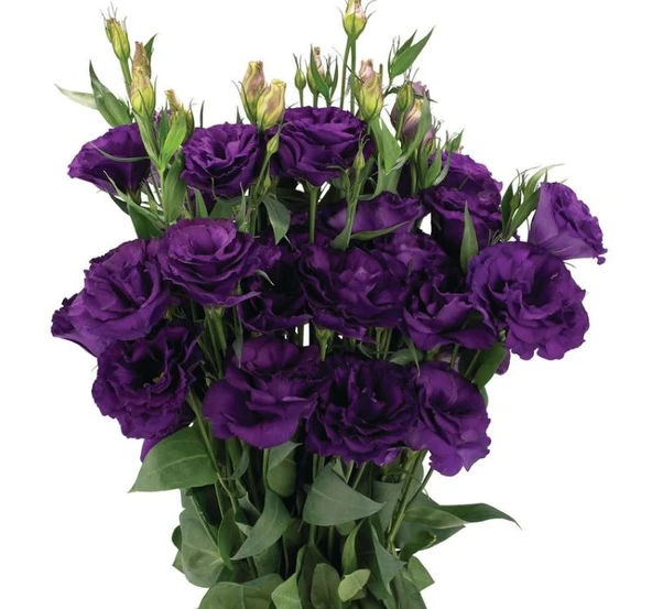 Lisianthus ( Lale Gül ) Advantage Serisi - MOR ( 5 Tohum ) ürün görseli 1