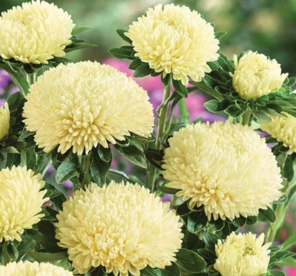 Aster Kasımpatı ( Krizantem ) Sarı Renkli - 20 Tohum ürün görseli 1