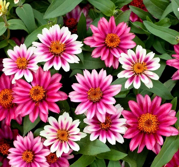Zinnia Çiçeği Tohumu ( Mini Çiçekli, Kirli Hanım ) Cherry Renkli - 5 Tohum ürün görseli 1