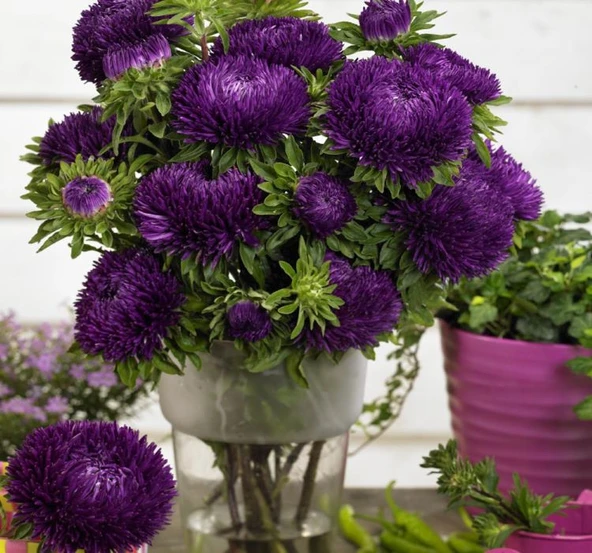 Aster Kasımpatı ( Krizantem ) Mor Renkli - 20 Tohum ürün görseli 1