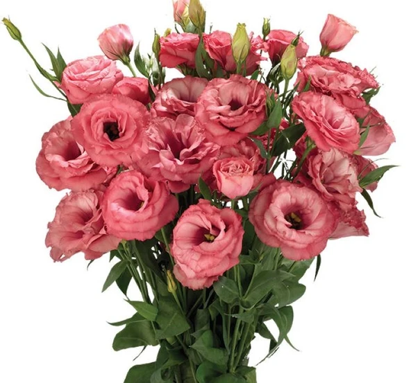 Lisianthus ( Lale Gül ) Advantage Serisi - GÜL RENGİ ( 5 Tohum ) ürün görseli 1