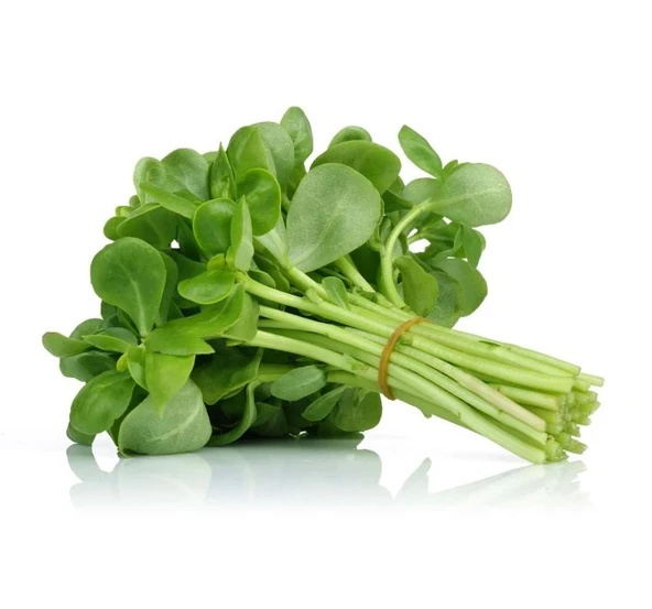 SEMİZOTU  ( ÇOKLU TOHUM ) - 5 Gram ürün görseli 1