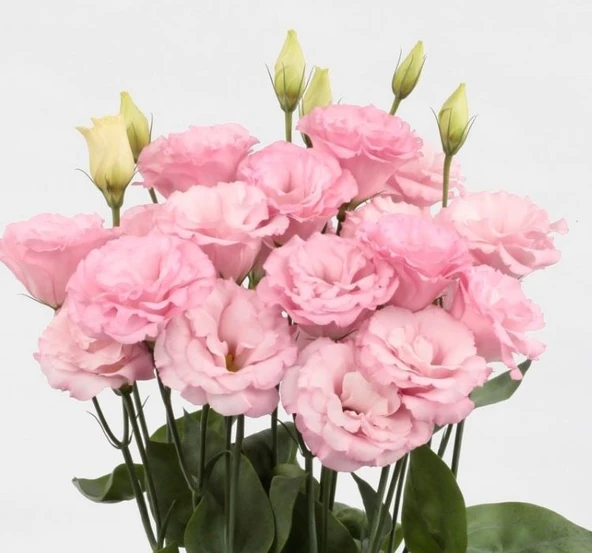 Lisianthus Tohumu ( Lale Gül ) İri Çiçek Serisi - AÇIK PEMBE ( 5 Tohum ) ürün görseli 1