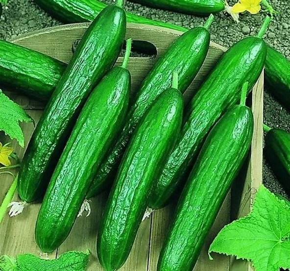 SALATALIK BEITH ALPHA İTHAL ( ÇOKLU TOHUM ) - 5 Gram - Resim 2