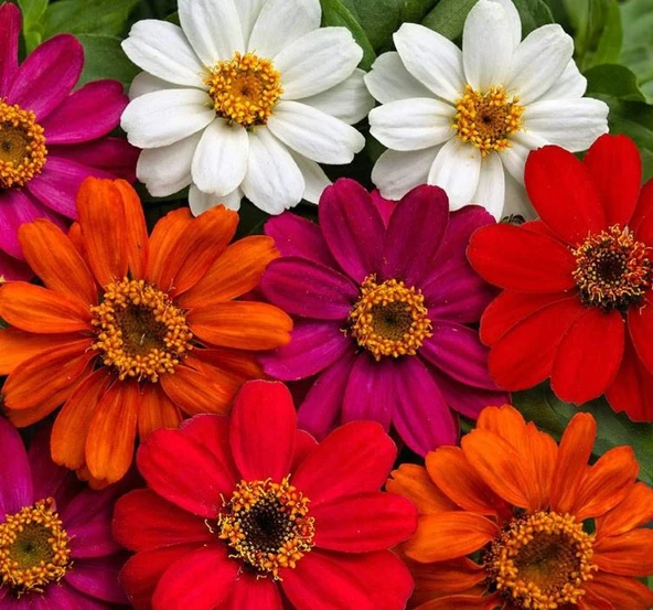 Zinnia Çiçeği Tohumu ( Mini Çiçekli, Kirli Hanım ) Karışık Renkli - 5 Tohum ürün görseli 1