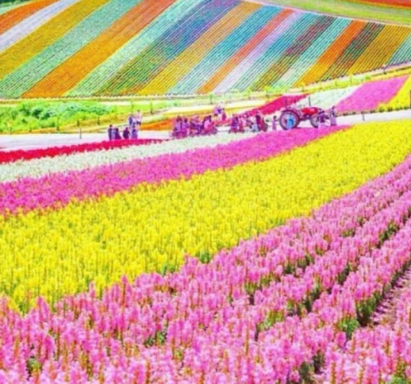 Japon Halı Çiçeği Tohumu ürün görseli 1
