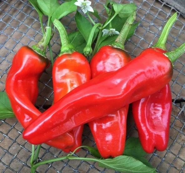 BİBER İSOT ( ÇOKLU TOHUM ) - 5 Gram ürün görseli 1
