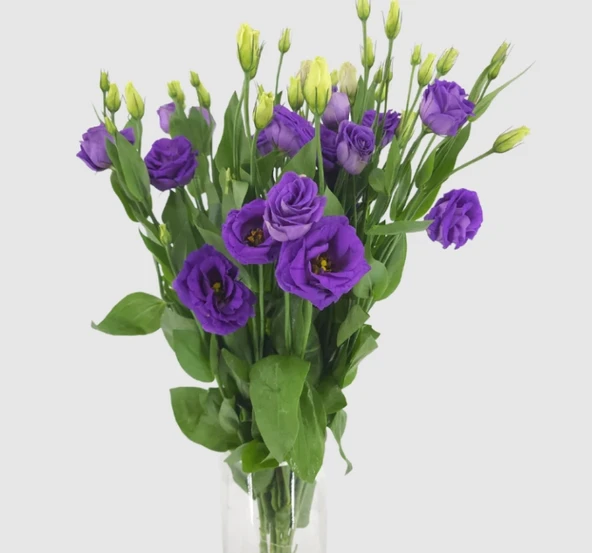 Lisianthus Tohumu ( Lale Gül ) İri Çiçek Serisi - MOR ( 5 Tohum ) ürün görseli 1