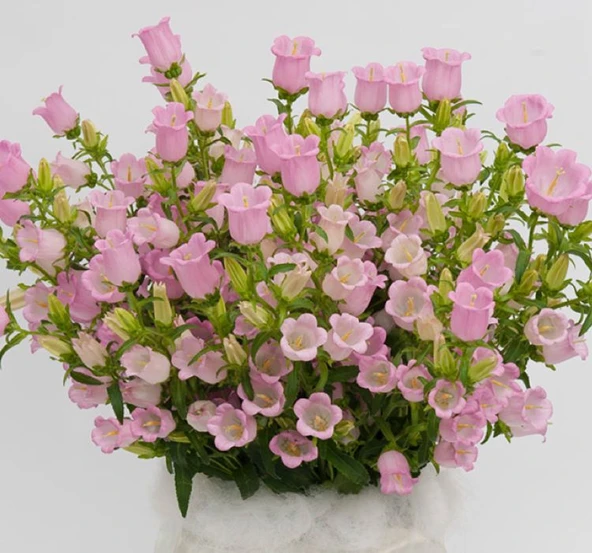 Çan Çiçeği Tohumu ( Mini Maviş ) Pembe Renkli - 5 Tohum ürün görseli 1