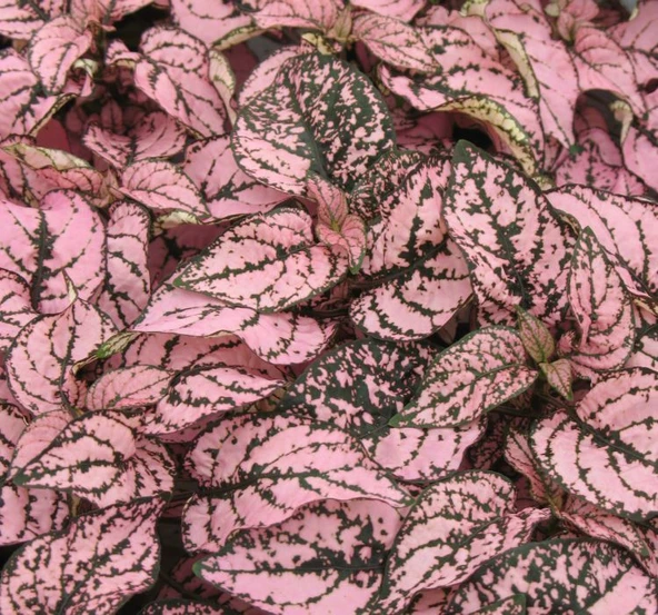 Hostes Çiçeği Tohumu ( Çilli, Geniş Yaprak ) Pembe Renkli - 5 Tohum ürün görseli 1