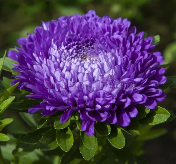 Aster Kasımpatı ( Krizantem ) Mavi Renkli - 20 Tohum ürün görseli 1