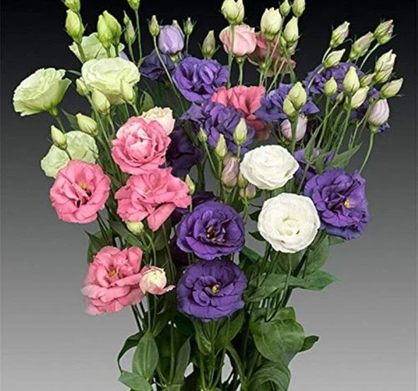 Lisianthus ( Lale Gül ) Advantage Serisi - KARIŞIK ( 5 Tohum ) ürün görseli 1